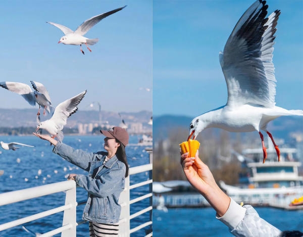 Hướng dẫn cho hải âu hồ Điền Trì, Côn Minh ăn đúng cách