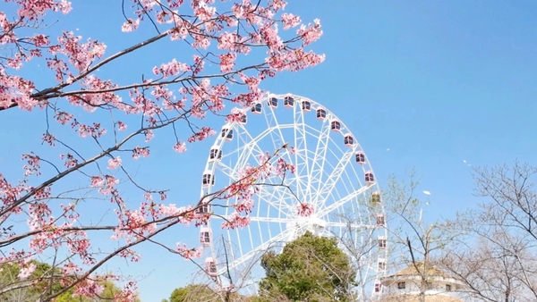 Công viên Cố Thôn – Điểm ngắm hoa anh đào đẹp nhất Thượng Hải