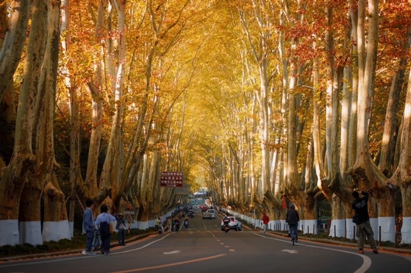 Check in Đại lộ Ngô Đồng Nam Kinh rực rỡ sắc vàng mùa thu