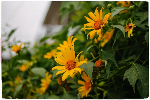 Du lịch Đà Lạt cuối năm có gì đẹp?