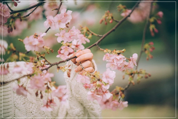 Đà Lạt đẹp bốn mùa hoa