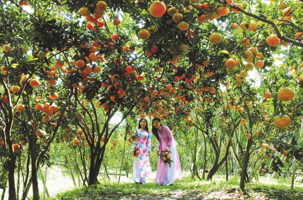 Top 15 miệt vườn miền Tây hái trái cây mỏi tay