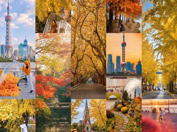 Mùa thu Thượng Hải - Khi thành phố khoác lên tấm áo lãng mạn nhất
