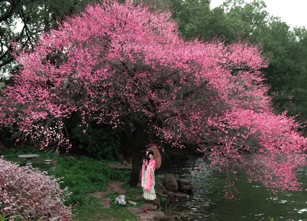 Du lịch Hàng Châu mùa xuân khám phá thiên đường hạ giới
