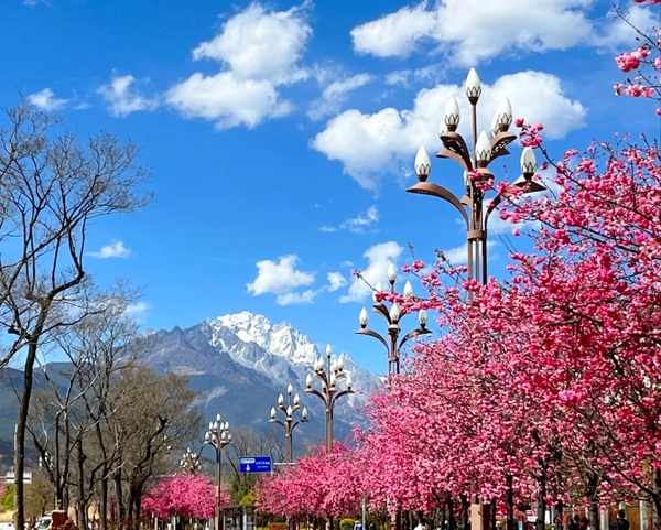 Du lịch Lệ Giang mùa xuân ngắm hoa nở cảnh đẹp ngỡ ngàng