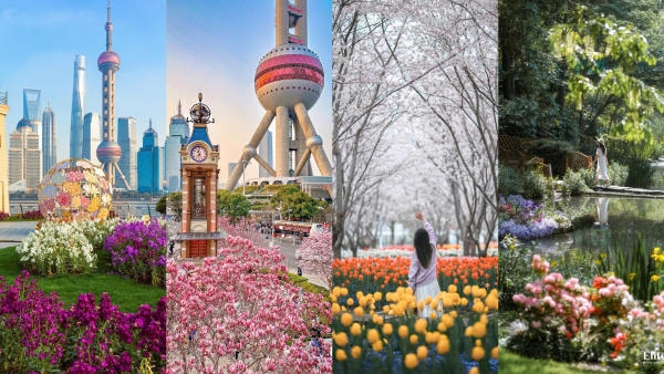 Du lịch Thượng Hải mùa xuân đi chơi ở đâu đẹp?