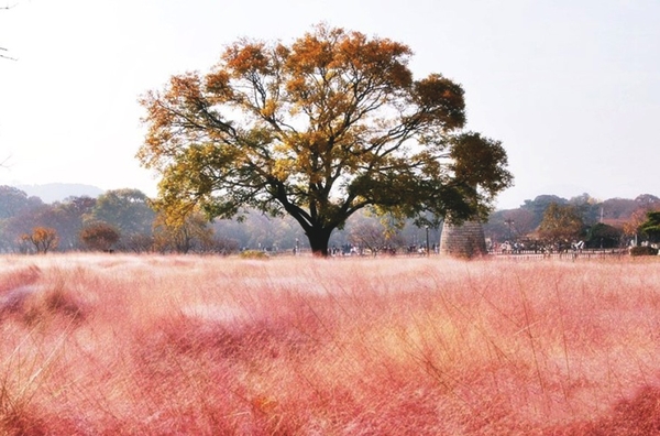 Top 10 điểm du lịch mùa thu Hàn Quốc nổi tiếng được các travel blogger đề cử