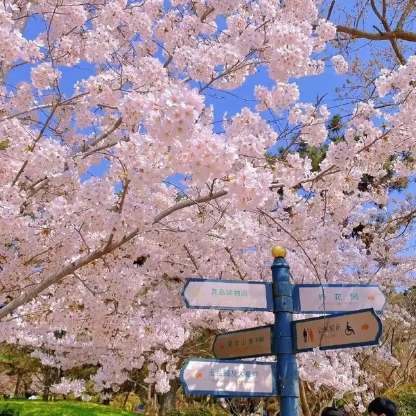 Hoa anh đào công viên Trung Sơn, Thanh Đảo