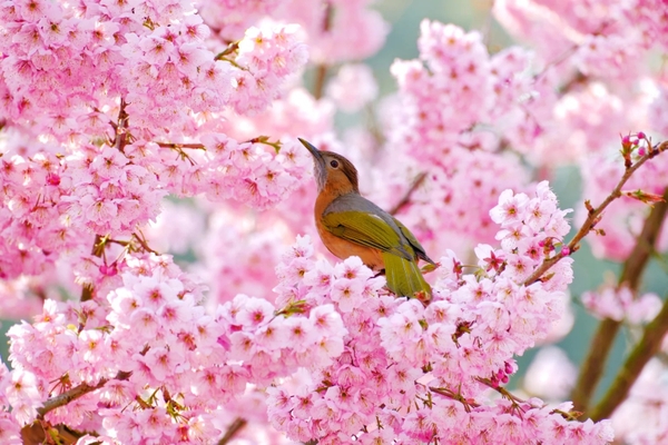 Vườn bách thảo Nam Sơn Trùng Khánh mùa hoa anh đào