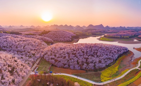 Hoa anh đào Bình Bá Quý Châu