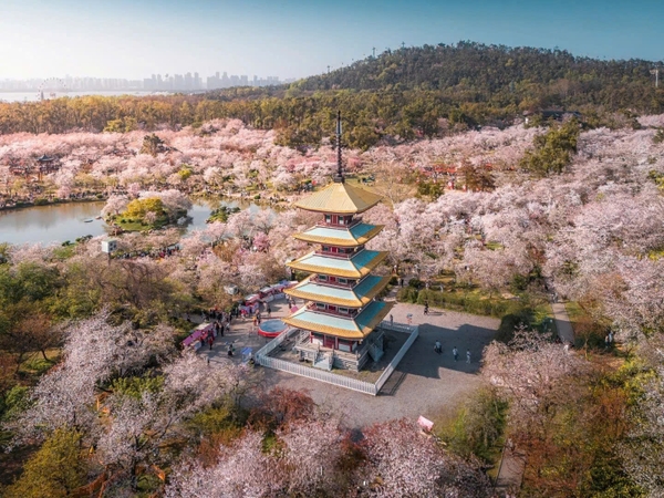 Vườn anh đào Đông Hồ Vũ Hán