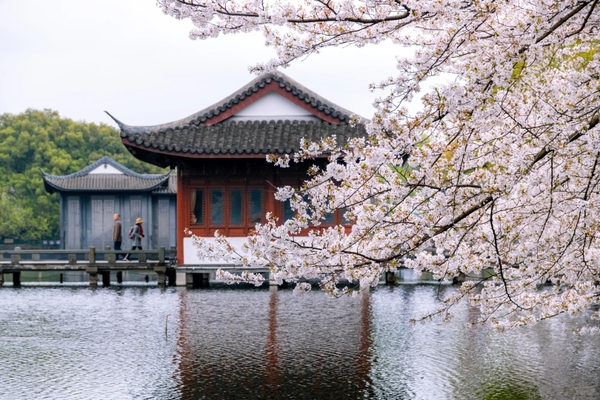 Hoa anh đào Trung Quốc