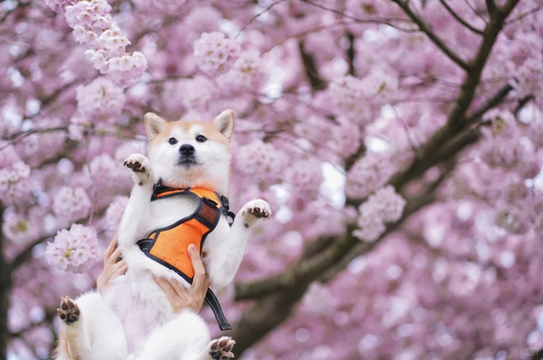 ngắm hoa anh đào Trung Quốc