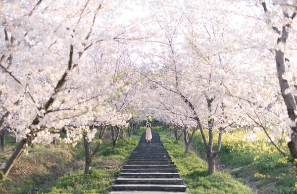 Trang phục chụp ảnh anh đào