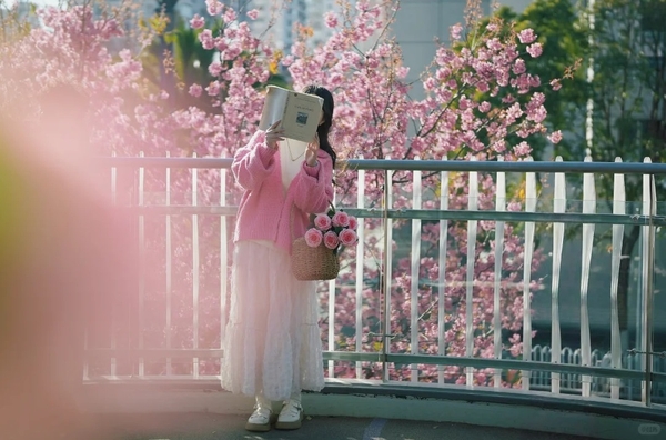 Hoa anh đào Trung Quốc nở tháng mấy