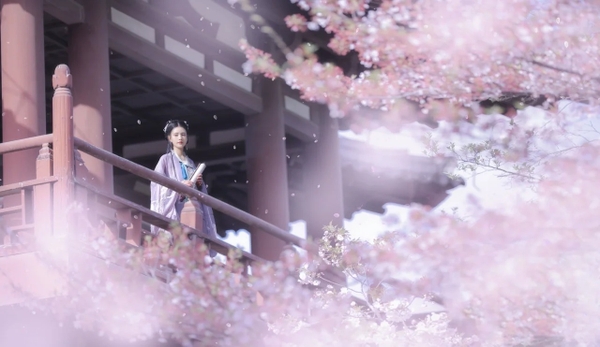 Hoa anh đào Tây An