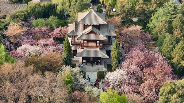 Hoa anh đào Thanh Long Tự Tây An