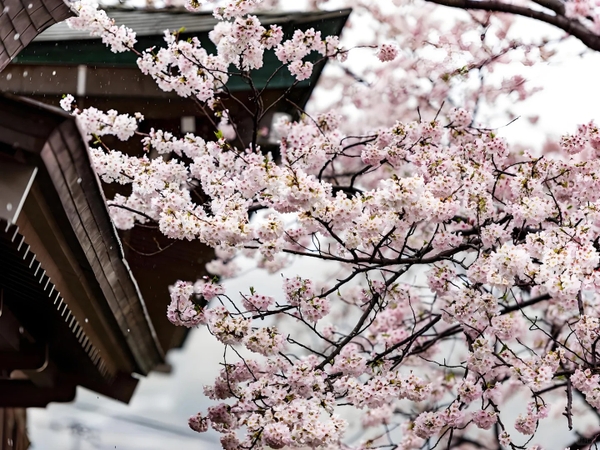 chùa Kê Minh Nam Kinh mùa hoa anh đào