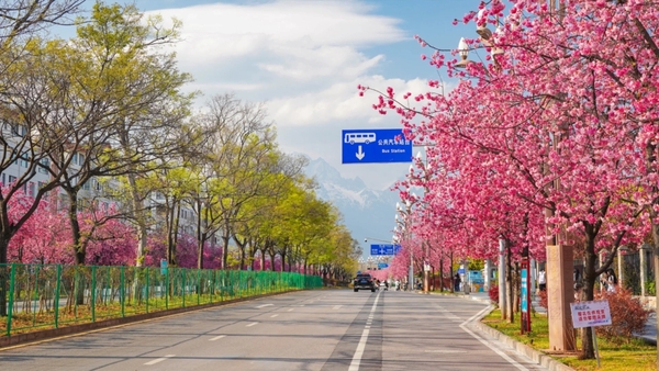 Lệ Giang mùa hoa anh đào