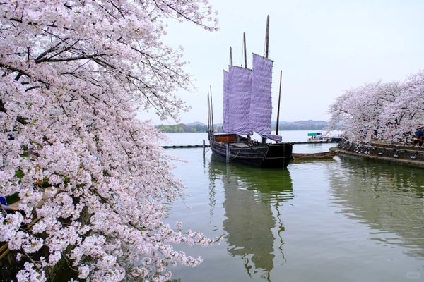 Tour ngắm hoa anh đào Vô Tích