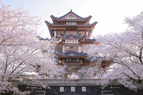 Hoa anh đào Vô Tích