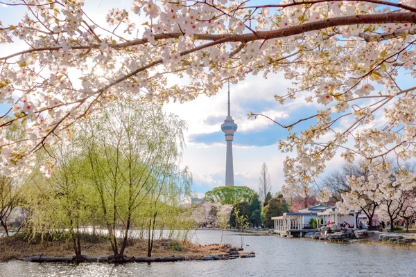 Công viên Ngọc Uyên Đàm Bắc Kinh mùa hoa anh đào