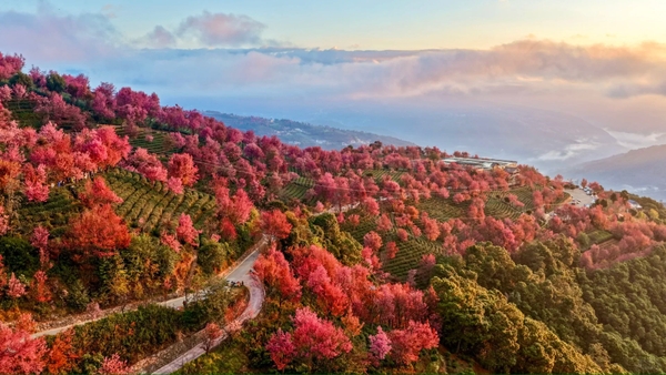 Hoa anh đào núi Vô Lượng, Đại Lý