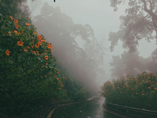 Kinh nghiệm du lịch Ba Vì mùa hoa dã quỳ 2