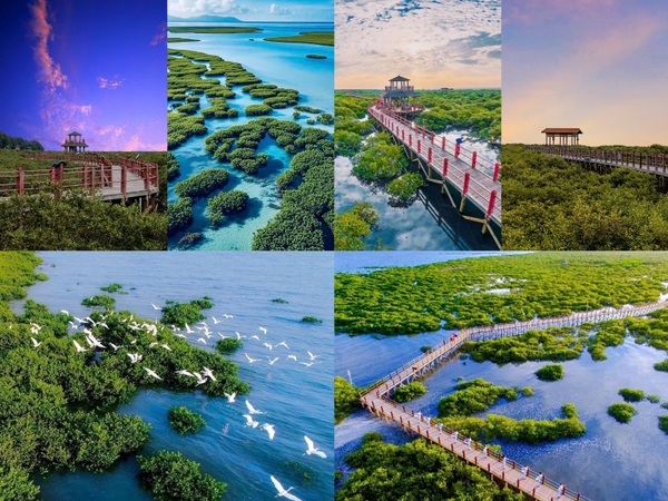 rừng ngập mặn Kim Hải Loan