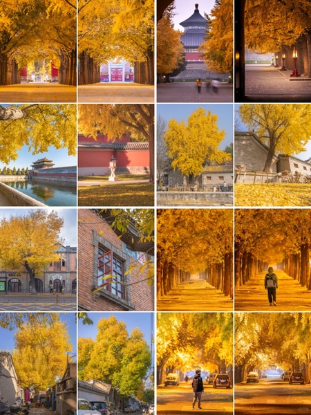 mùa thu Bắc Kinh từ tháng mấy