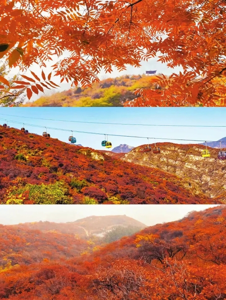 lá đỏ Bắc Kinh cực đẹp