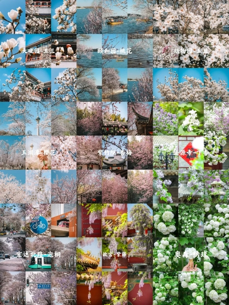 cảnh mùa xuân Bắc Kinh