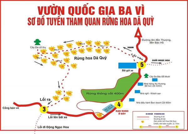 Kinh nghiệm du lịch Ba Vì mùa hoa dã quỳ 3