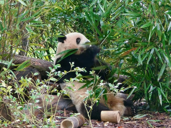 gấu trúc Hoa Hoa ở đâu?