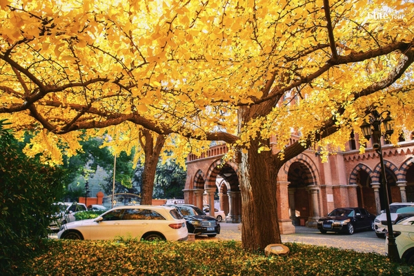 Thượng Hải mùa thu