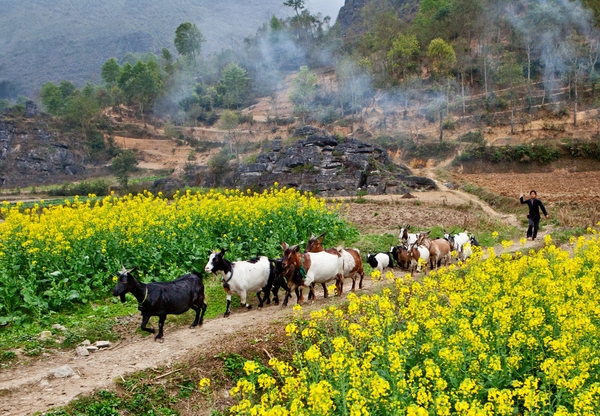 15 Địa Điểm Check In Không Thể Bỏ Qua Khi Đến Hà Giang 13