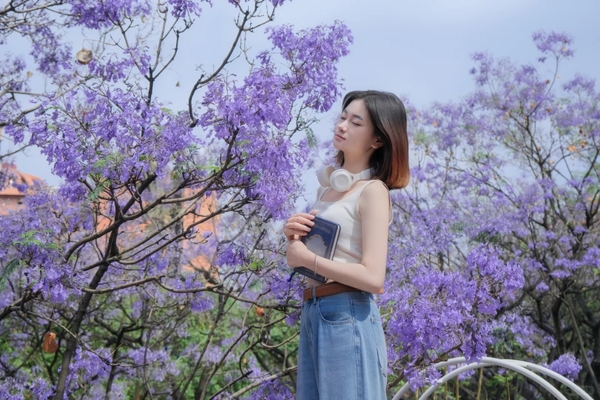 Chụp ảnh với hoa phượng tím Côn Minh