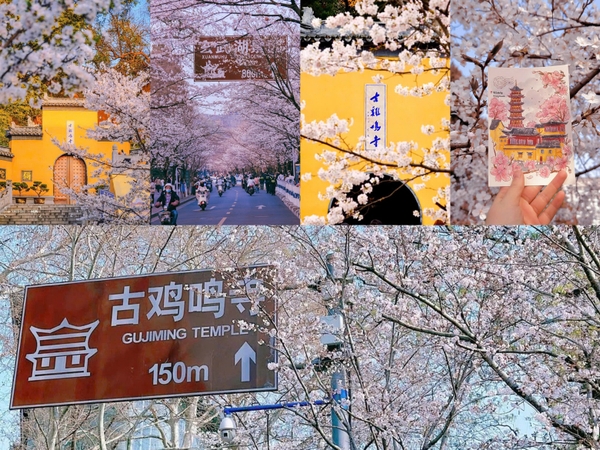 Hoa anh đào chùa Kê Minh