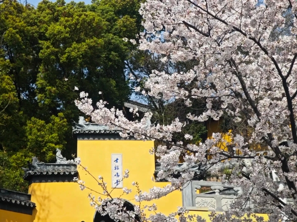 Chùa Kê Minh mùa hoa anh đào