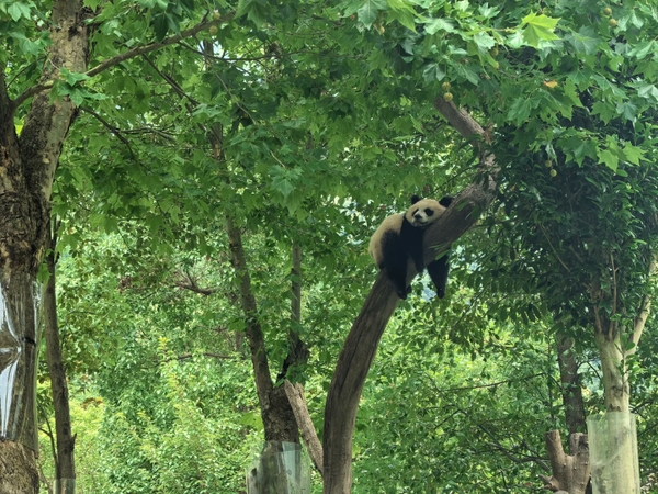 gấu trúc Phúc Bảo ở đâu?