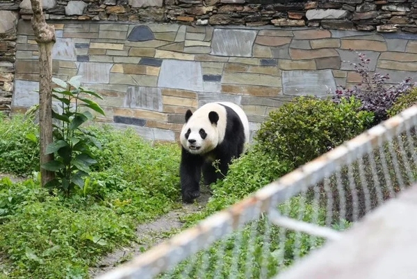 Căn cứ Thần Thụ Bình - Khu bảo tồn thiên nhiên Ngọa Long