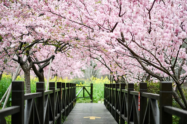 cảnh đẹp công viên Cố Thôn Thượng Hải mùa xuân