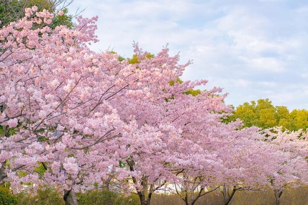 Công viên hoa anh đào Thượng Hải
