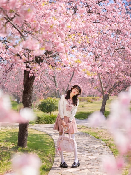 Dạo bộ ngắm hoa anh đào ở Thượng Hải