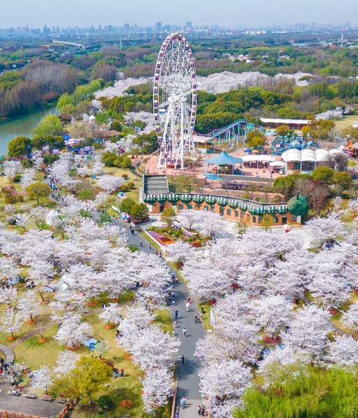 Hoa anh đào ở Thượng Hải