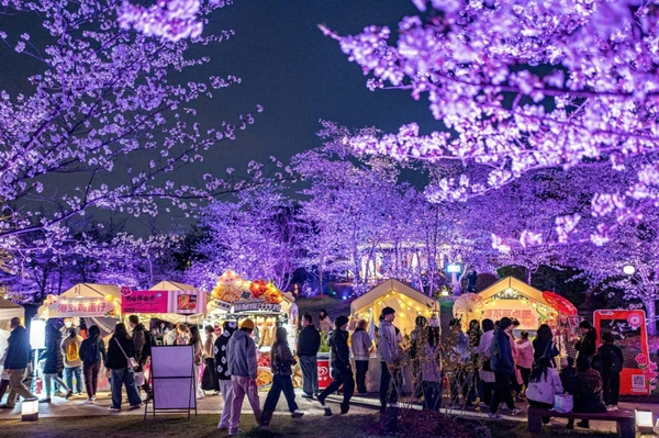 lễ hội hoa anh đào công viên Cố Thôn