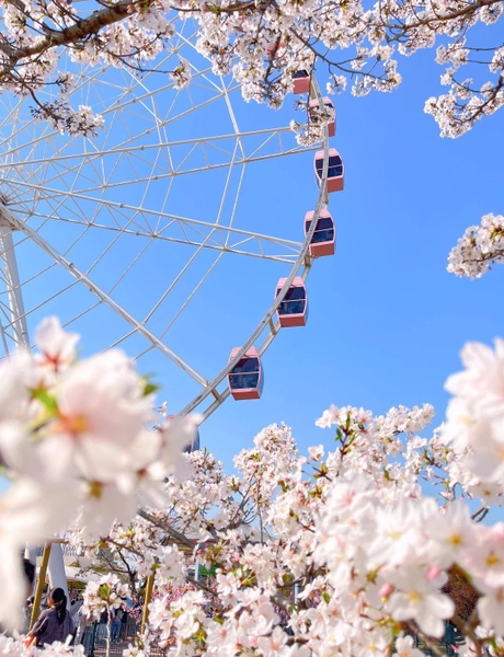 Chụp ảnh check in hoa anh đào Thượng Hải