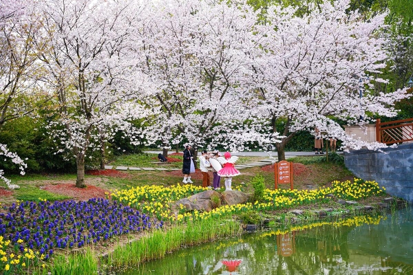 Du lịch Thượng Hải mùa hoa anh đào