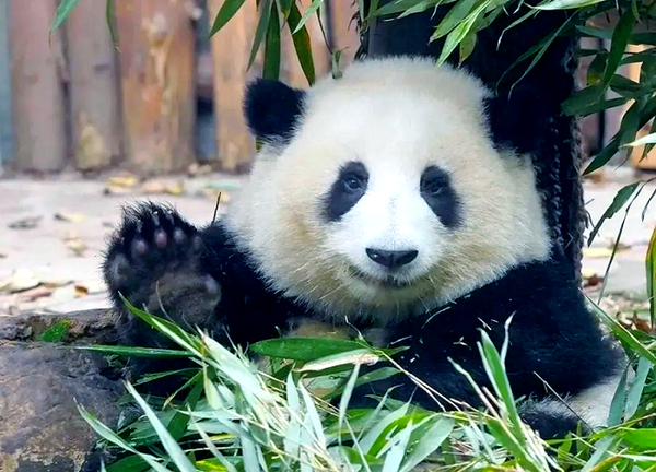 cơ sở gấu trúc Thành Đô