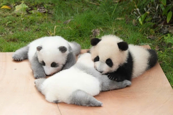 gấu trúc sơ sinh